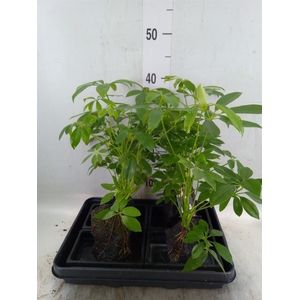Arr.   Kamerplant Groen H%