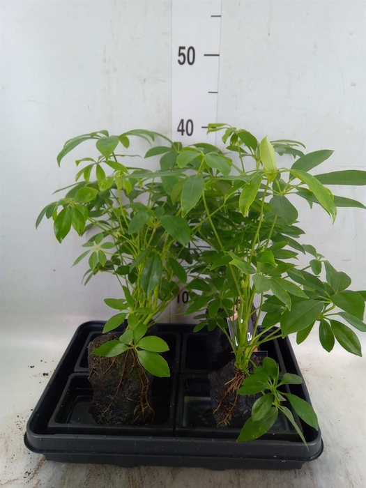 <h4>Arr.   Kamerplant Groen H%</h4>