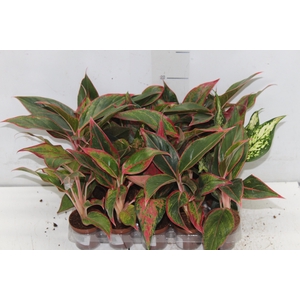 AGLAONEMA VARIADA P06