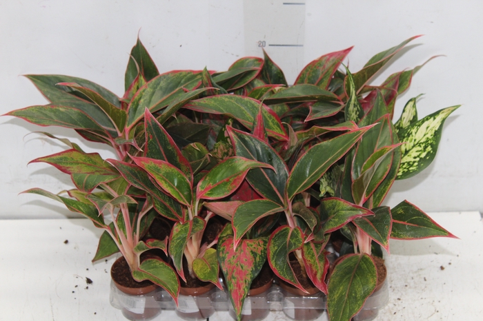 <h4>AGLAONEMA VARIADA P06</h4>
