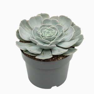 Echeveria Pollux
