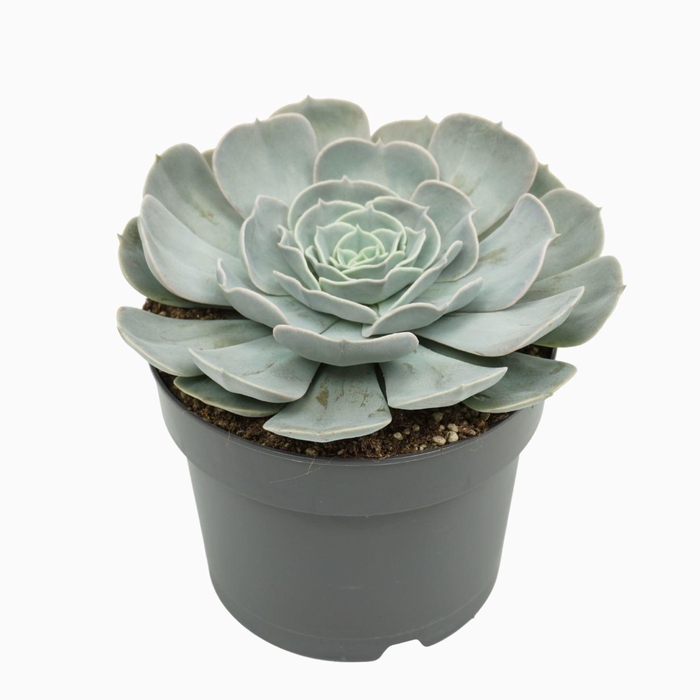 <h4>Echeveria Pollux</h4>