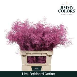 Lim Bel L90 Cerise