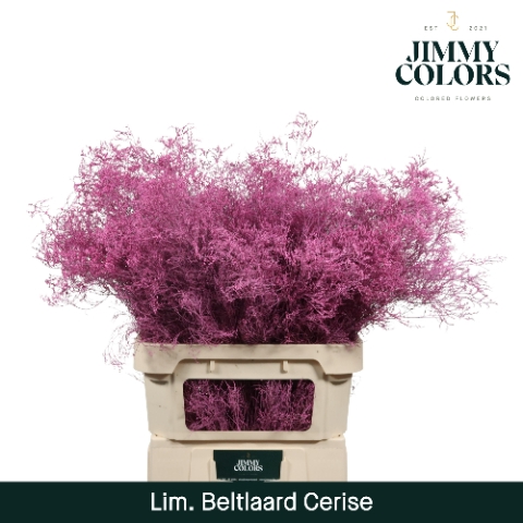 <h4>Lim Bel L90 Cerise</h4>
