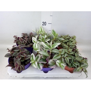 Tradescantia   ...mix