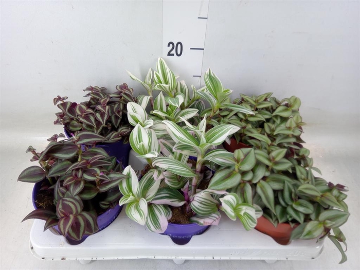 <h4>Tradescantia ...mix</h4>