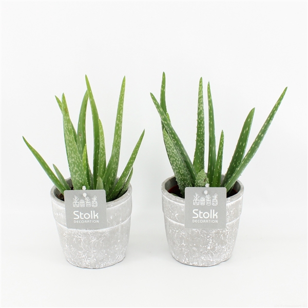 <h4>Aloe Vera in stone look pot</h4>