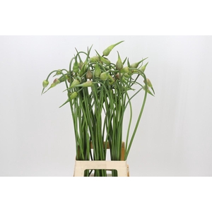 Allium Mystic Merlin