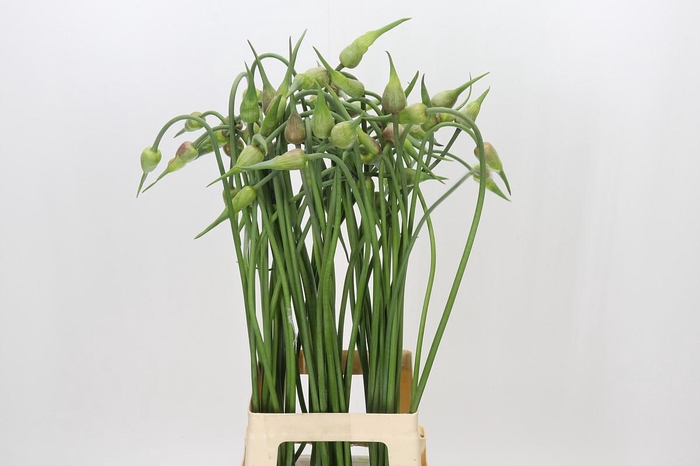 <h4>Allium Mystic Merlin</h4>