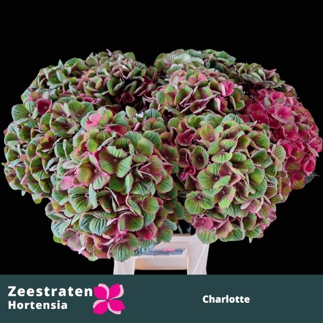 <h4>HYDR M MAG CHARLOTTE</h4>