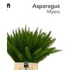 ASP DENS MYERS