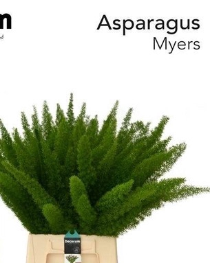 ASP DENS MYERS