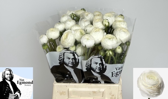 <h4>RAN EL WHITE</h4>