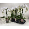 Phal An Glasgow Umbrella