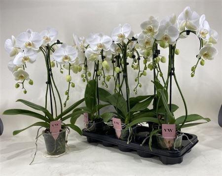 Phal An Glasgow Umbrella