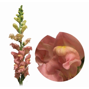 BOCA DE LEAO MONACO ROSE 080 CM