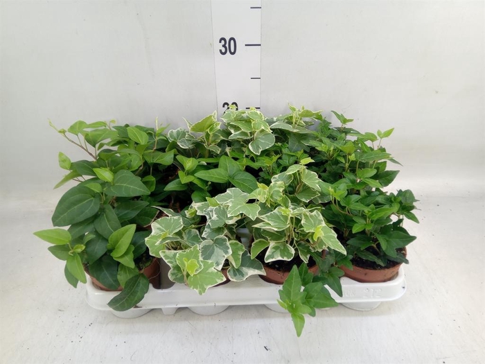 <h4>Hedera   ...mix</h4>