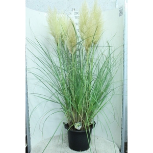 Cortaderia sell. 'Pumila'