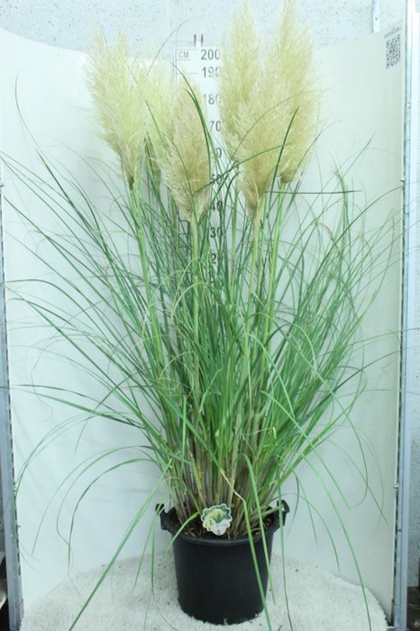 <h4>Cortaderia sell. 'Pumila'</h4>