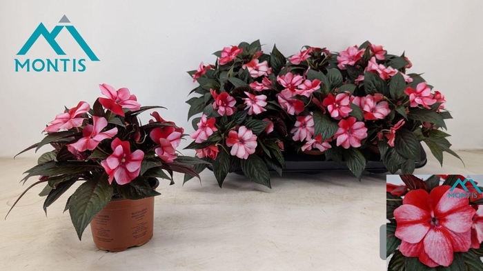 <h4>IMPAT CP CORAL FLAME</h4>