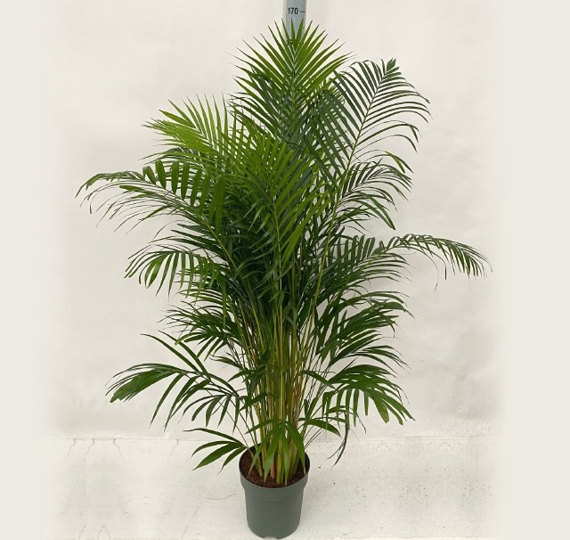 <h4>DYPSIS LUTESCENS</h4>