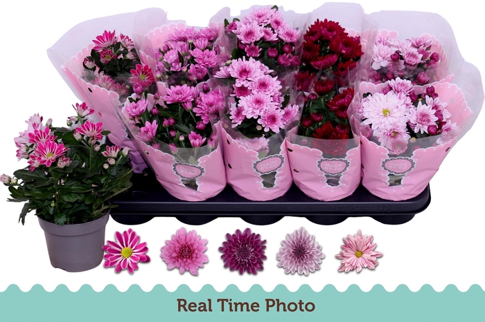 <h4>CHR GEMENGD</h4>