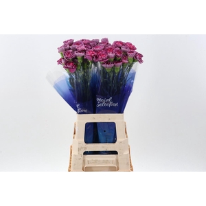 Dianthus ST 'Hypnosis'