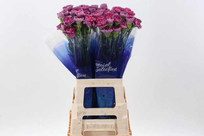 <h4>Dianthus ST 'Hypnosis'</h4>