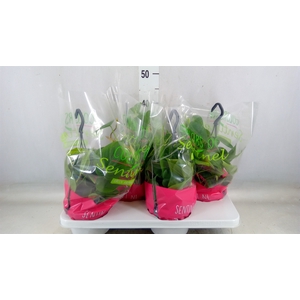 Philodendron scand.