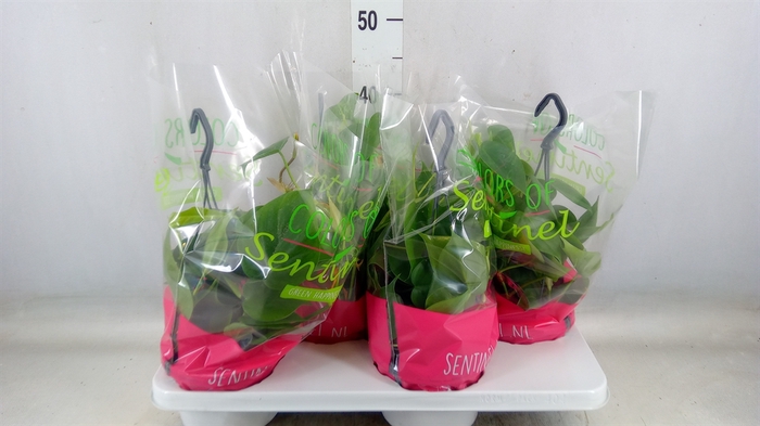 <h4>Philodendron scand.</h4>