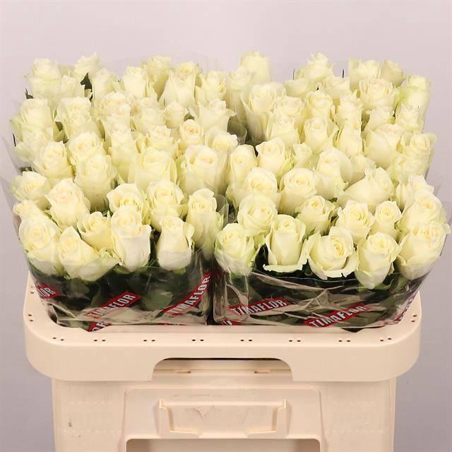 <h4>R GR ALBATROS</h4>