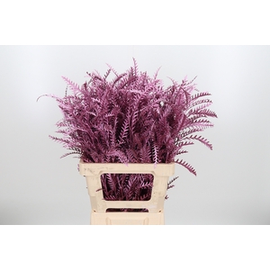 Grevilea Ivanhoe Kl Bh Metallic Roze