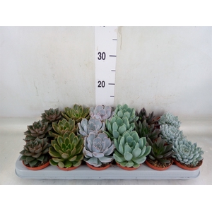 Echeveria   ...mix