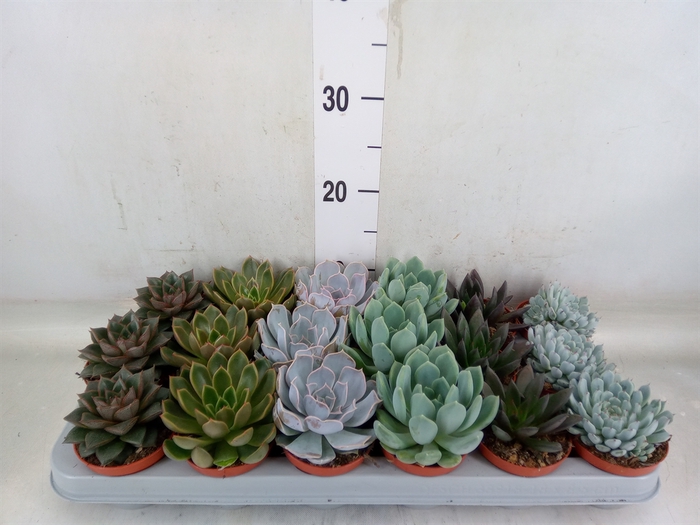 <h4>Echeveria   ...mix</h4>