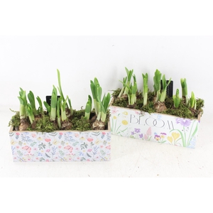 arr4 Narcis RN - Kist Garden grace