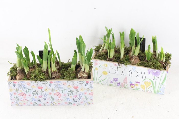 <h4>arr4 Narcis RN - Kist Garden grace</h4>