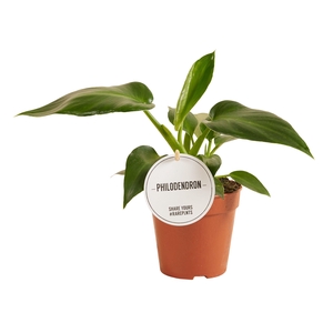 Philodendron Rugosum Aberrant