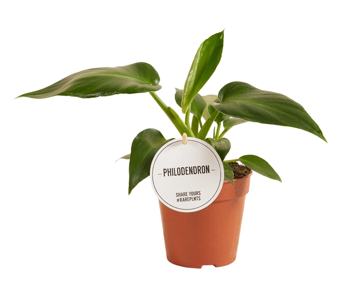 <h4>Philodendron Rugosum Aberrant</h4>