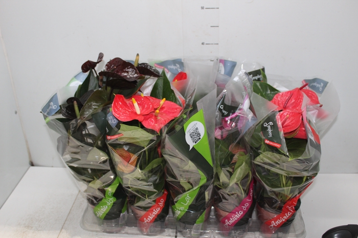 <h4>ANTHURIUM VARIADO P12</h4>