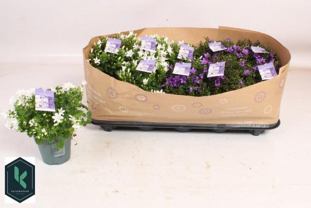 <h4>CAMP PORTENSCHLAGIAN</h4>