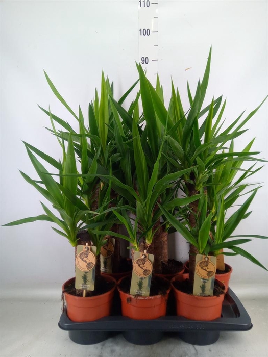 <h4>Yucca   ...</h4>