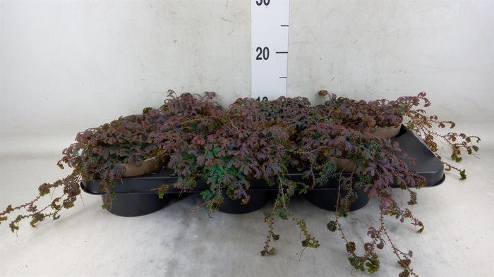 <h4>Selaginella ...</h4>