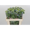 Oxypetalum Tweedia Blue