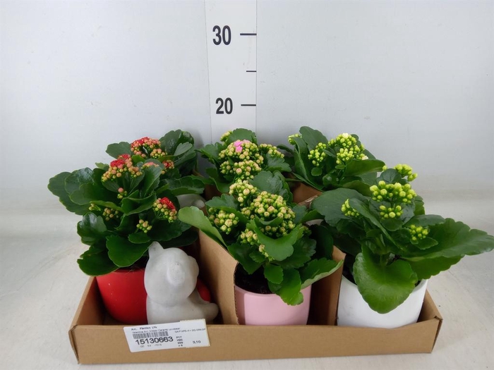 <h4>Arr. Planten L%</h4>