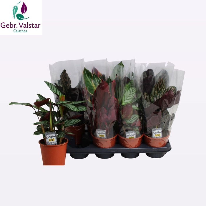 <h4>CALAT GEM 3 SRT</h4>