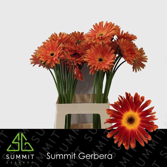 <h4>Gerbera Di Maggio Lang Gelijk 56cm Water x40</h4>