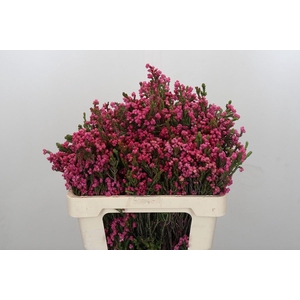 Kaaps Groen Erica Bella