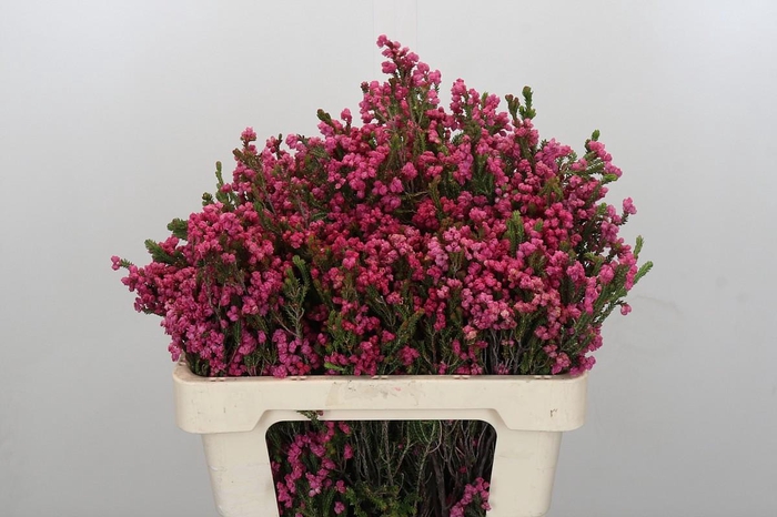 <h4>Kaaps Groen Erica Bella</h4>