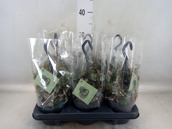 <h4>Ceropegia woodii ssp. woodii</h4>