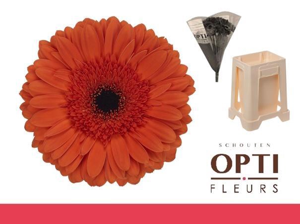 <h4>Gerbera Capella Water / Hoes</h4>